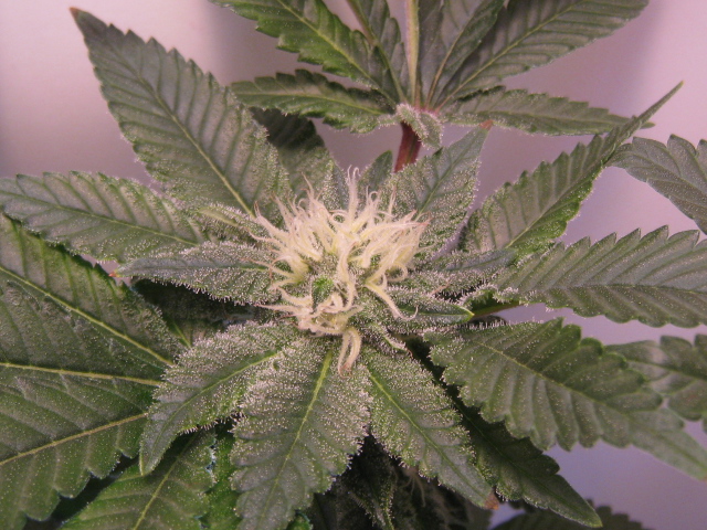 --%20%20(9)